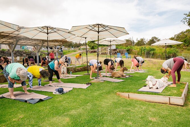 Goat Yoga with Miniature Goats In Maui - Why goat yoga works so well in Maui