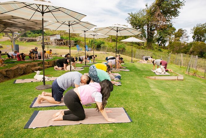 Goat Yoga with Miniature Goats In Maui - The gentle yoga class and its real pace