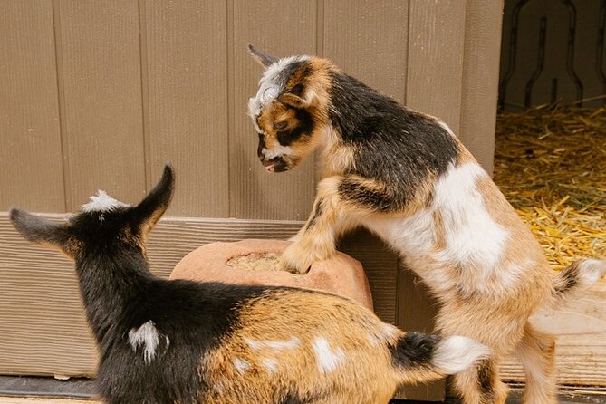 Goat Yoga with Miniature Goats In Maui - Kai, Maui stories, and the human side of the visit