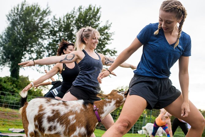 Goat Yoga with Miniature Goats In Maui - The views from Kula