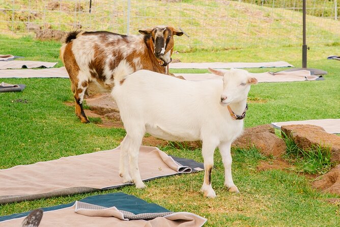 Goat Yoga with Miniature Goats In Maui - Is $59 a good value?