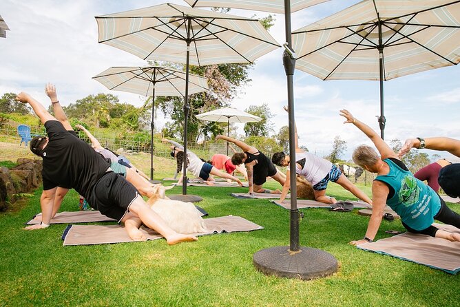 Goat Yoga with Miniature Goats In Maui - Who will enjoy this most?