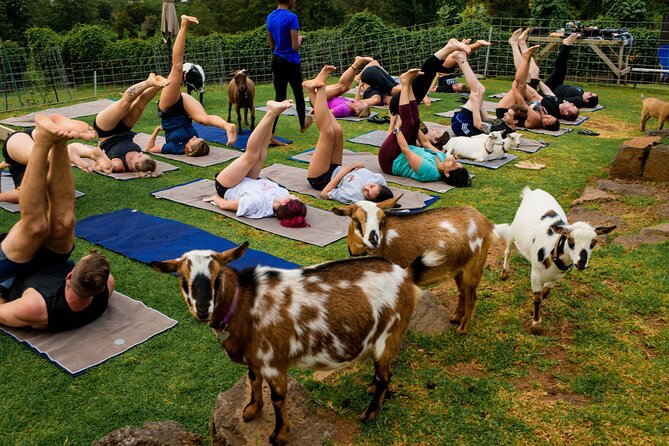 Goat Yoga with Miniature Goats In Maui - Arriving in Kula at 9:30 a.m.