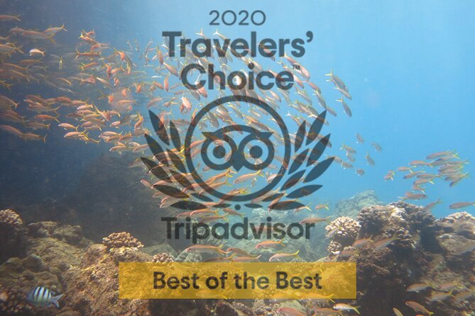 Guided Scuba Dive in Lahaina: Certified - Timing your Maui plans