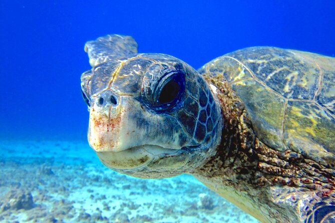 Guided Scuba Dive in Lahaina: Certified - The briefing comes before the reef