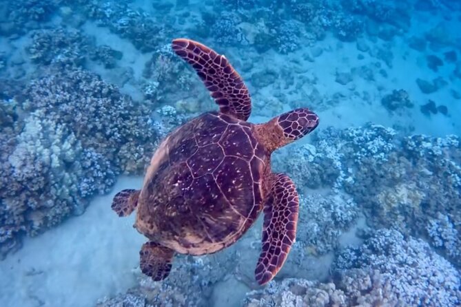 Guided Snorkeling for Beginners with Flotation Wetsuit - Why the flotation wetsuit changes beginner snorkeling