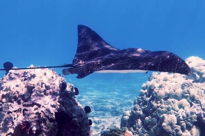 Guided Snorkeling for Beginners with Flotation Wetsuit - Entering the water from Kapalua Beach