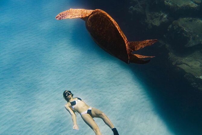 Guided Snorkeling for Beginners with Flotation Wetsuit - Tropical fish, sea turtles, and reef manners