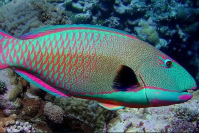 Guided Snorkeling for Beginners with Flotation Wetsuit - What the $139 price covers