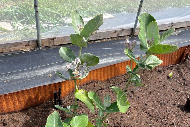 Haiku Butterfly Garden - 1st stop on the Road to Hana! - What the $50 price really buys you