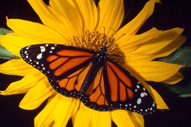Haiku Butterfly Garden - 1st stop on the Road to Hana! - From egg to caterpillar to chrysalis
