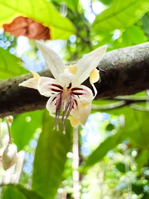 Haiku: Waterfall, Rainforest, and Handcrafted Chocolate Tour - A waterfall taste of Hana without the 12-hour drive