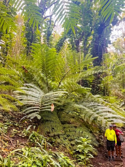 Haiku: Waterfall, Rainforest, and Handcrafted Chocolate Tour - Smart planning before you go