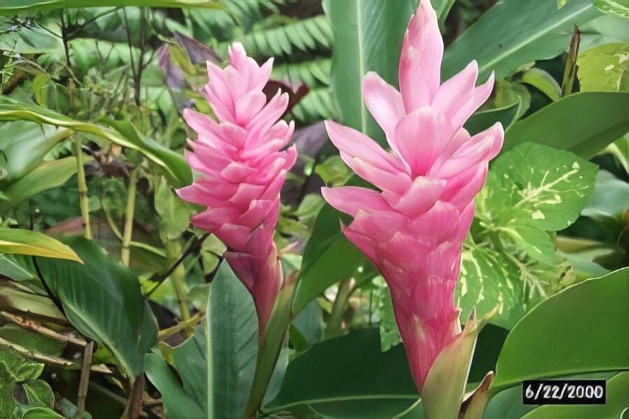 Haiku: Waterfall, Rainforest, and Handcrafted Chocolate Tour - Walking through the garden of a Hawaiian king
