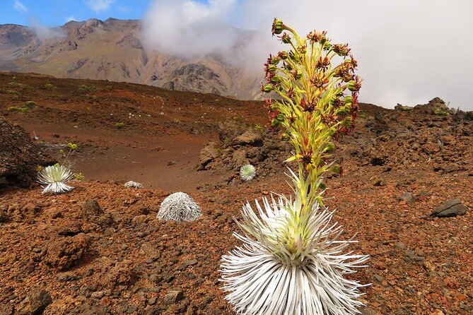 Haleakala Classic Vehicle Sunrise Tour with Breakfast - Pickup, timing, and the details that matter