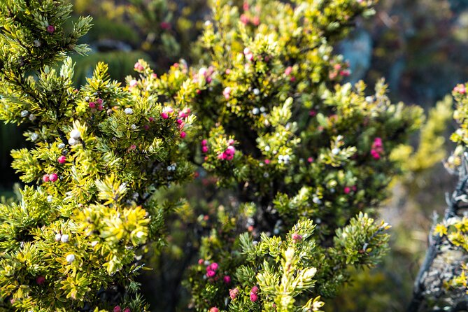 Haleakala Crater Hiking Experience - Cinder cones, rare plants, and a quiet volcanic world