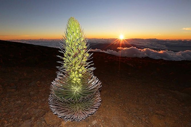 Haleakala Maui Sunset Twilight Tour with Dinner - Cold wind, fog, and the gamble of the weather