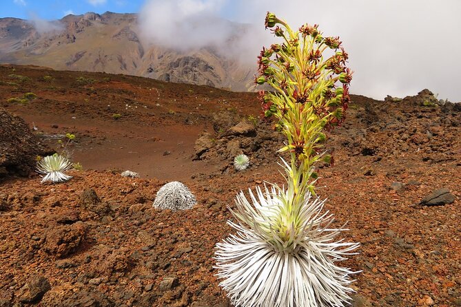 Haleakala Summit Best Self-Guided Bike Tour with Bike Maui - Self-guided or guided: choose with care