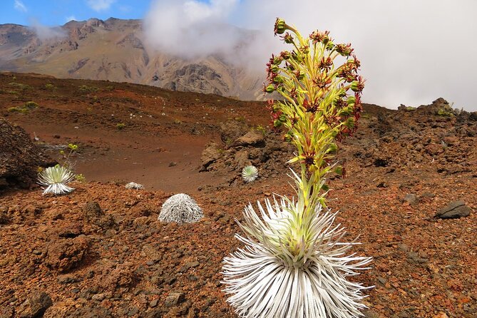 Haleakala Sunrise Best Self-Guided Bike Tour - The Practical Details I Would Not Skip