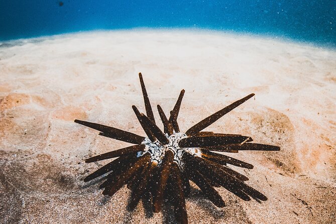 Half-Day Deluxe Molokini Snorkel Excursion in Maui - Breakfast, Lunch, and Drinks on Board