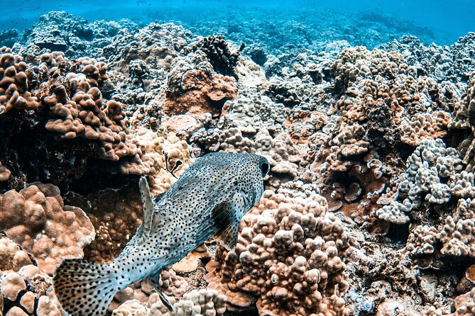 Half-Day Deluxe Molokini Snorkel Excursion in Maui - Comfort, Boarding, and Physical Demands