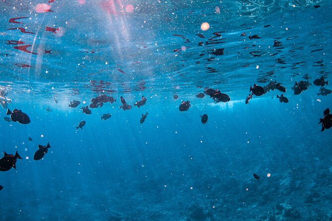 Half-Day Deluxe Molokini Snorkel Excursion in Maui - Is $309 a Fair Price?