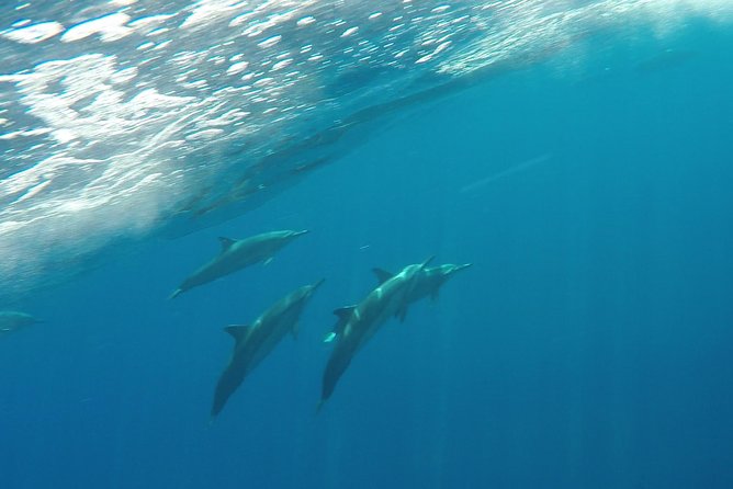 Half Day Snorkel to Lanai from Kaanapali Beach + Dolphin Search - What the $192.80 Price Buys You