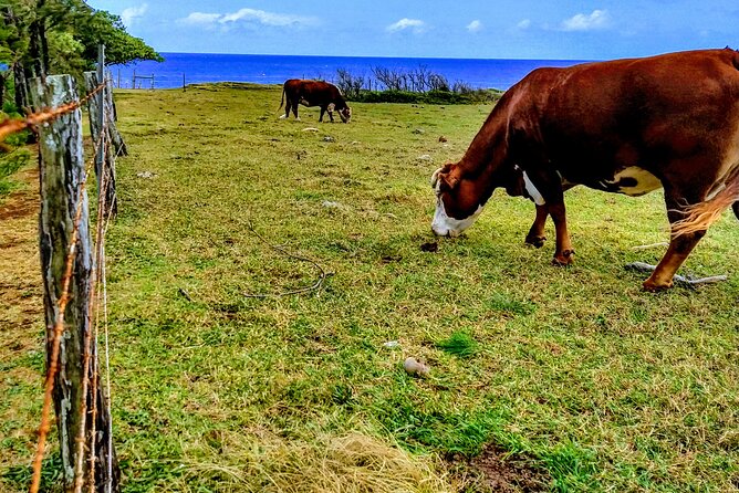 Halfway to Hana Tour of Maui Black Sand Beach Waterfalls Turtles - Kaumahina and Wailua Valley: two quick viewpoints