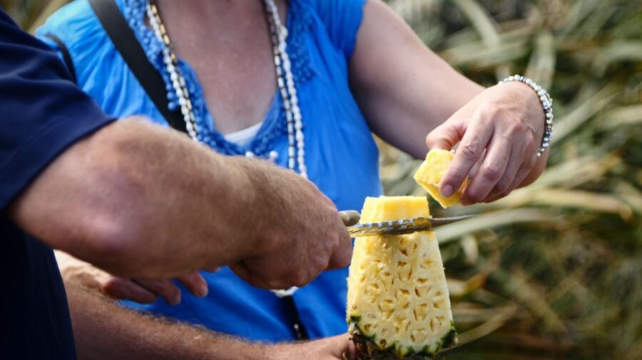 Hali'imaile: Pineapple Farm Tour - Why this Hali’imaile farm visit is worth your time