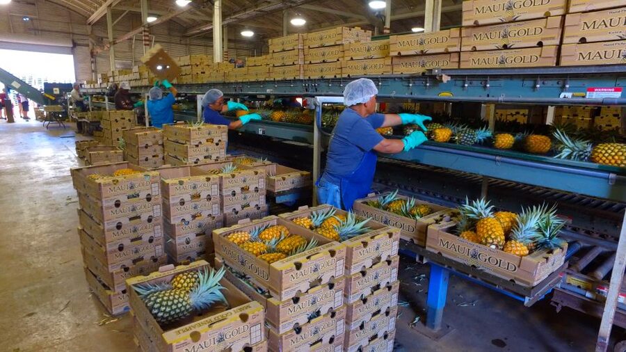 Hali'imaile: Pineapple Farm Tour - Walking through a real pineapple grove