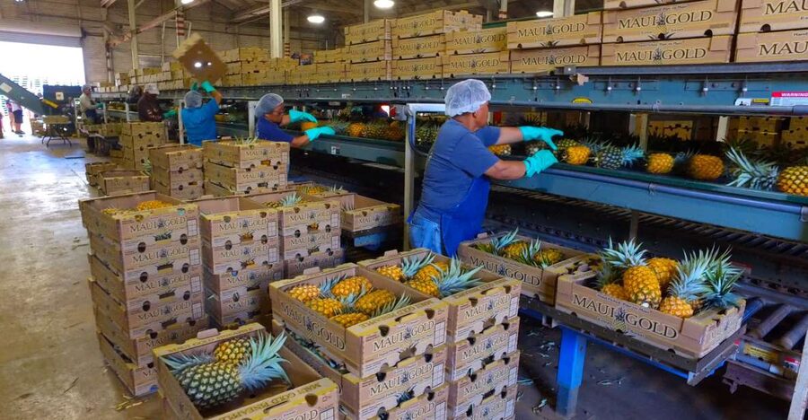 Hali'imaile: Pineapple Farm Tour - What the $95 price really covers