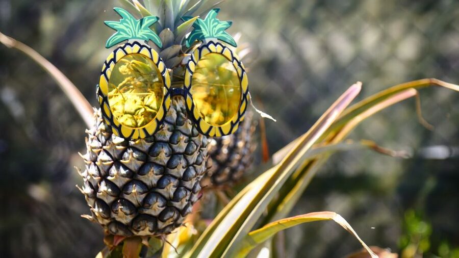 Hali'imaile: Pineapple Farm Tour - Starting at 870 Haliimaile Road