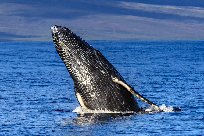 HIGH QUALITY Whale Watch Adventure Aboard Luxury Super Raft - Why the Super Raft changes the whale-watching experience