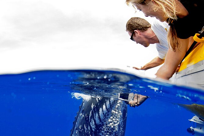 HIGH QUALITY Whale Watch Adventure Aboard Luxury Super Raft - Spotting tails, blows, and breaching whales
