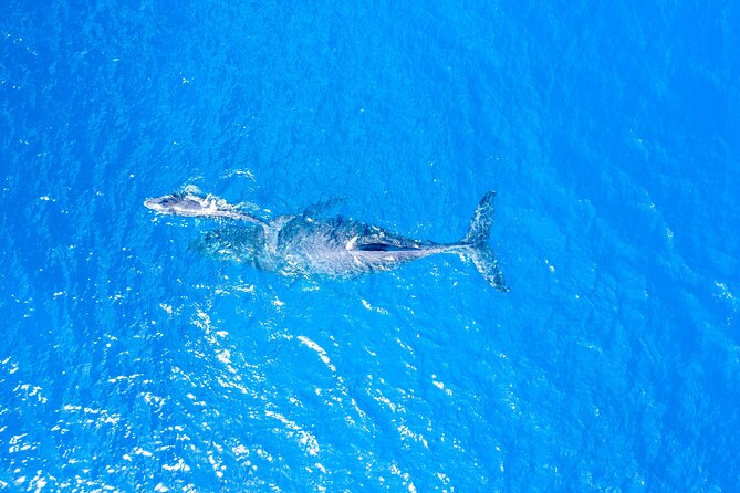 HIGH QUALITY Whale Watch Adventure Aboard Luxury Super Raft - Hearing humpback songs through the hydrophone