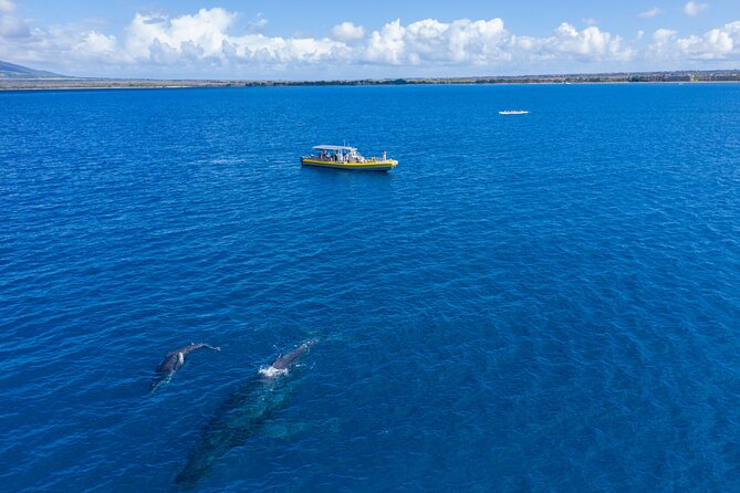 HIGH QUALITY Whale Watch Adventure Aboard Luxury Super Raft - Timing, weather, and cancellation details