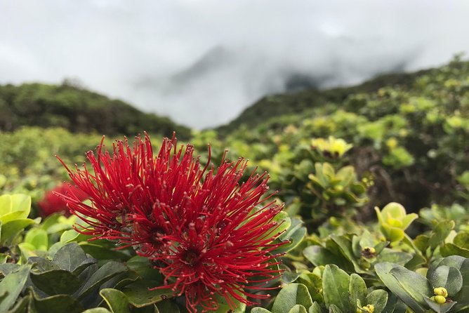 Hike Honolua Ridgeline - Native plants, invasive species, and water