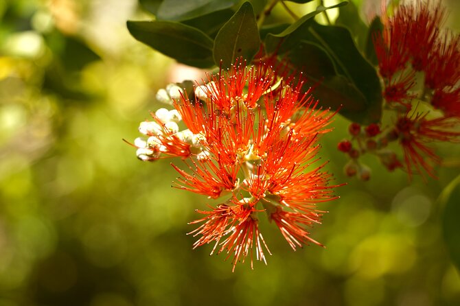 Hike Honolua Ridgeline - Who will get the most from this hike