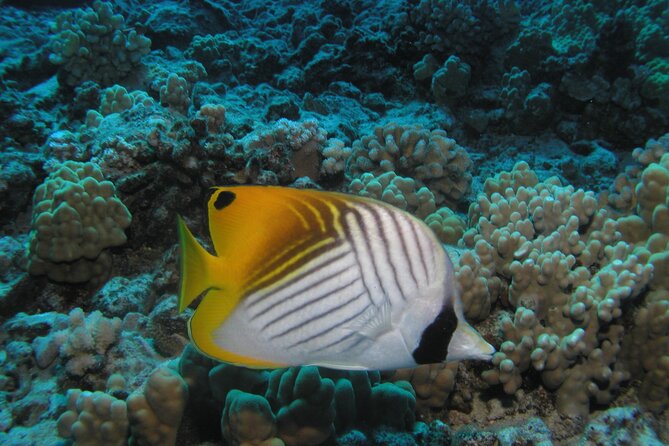 Intro/Refresher Dive Swim Ability Required - Who will enjoy this experience most