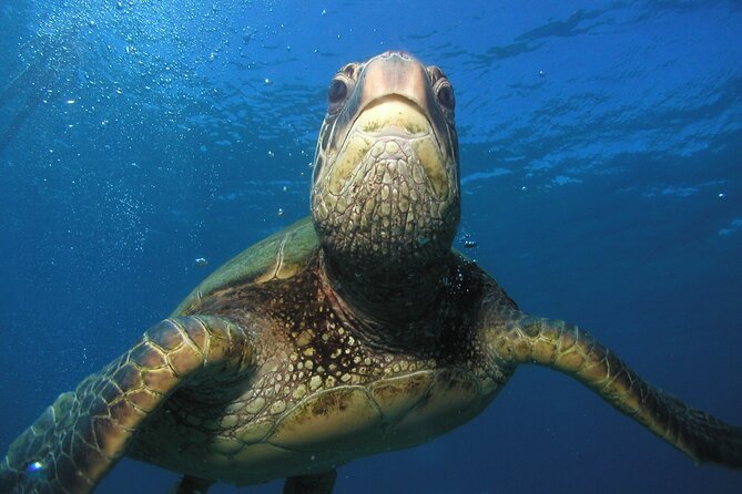 Intro/Refresher Dive Swim Ability Required - Weather, cancellations, and booking risk