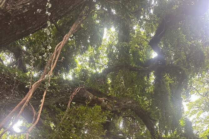 Island of Maui Customized Half Day Tour - Who will get the most from this tour