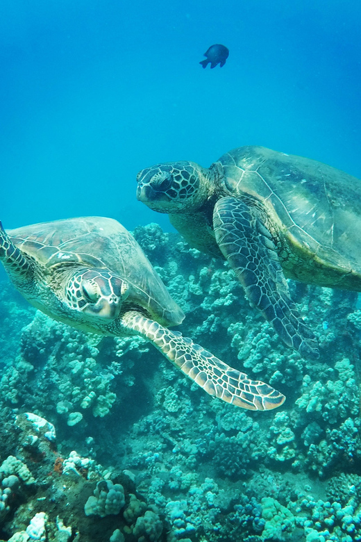 Ka'anapali Beach: Coral Reef Snorkel and Turtle Spotting - The beach-loading catamaran ride