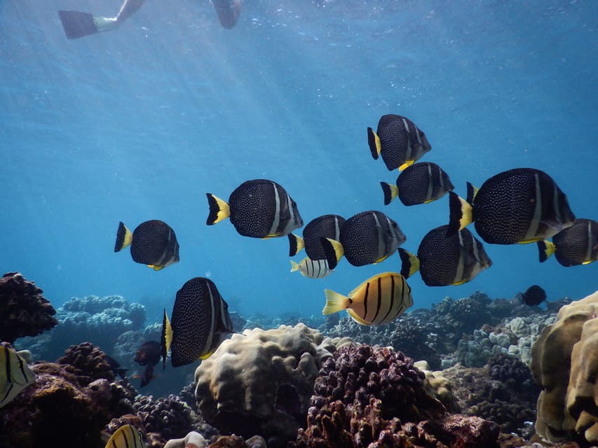 Ka'anapali Beach: Coral Reef Snorkel and Turtle Spotting - Why families often prefer the 150-minute timing