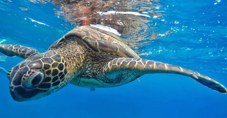 Ka'anapali Beach: Coral Reef Snorkel and Turtle Spotting - Is $134 a fair price?