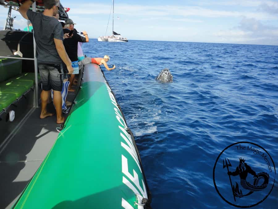 Ka'anapali: Whale Watching Boat Tour - Why Kaanapali is a strong place for whale watching