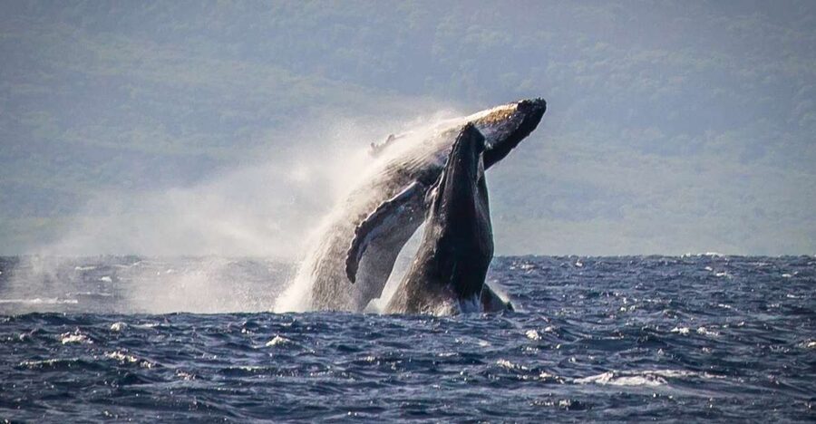 Kaanapali: Whale Watching Cruise with Open Bar - Why humpback season makes this Kaanapali cruise special