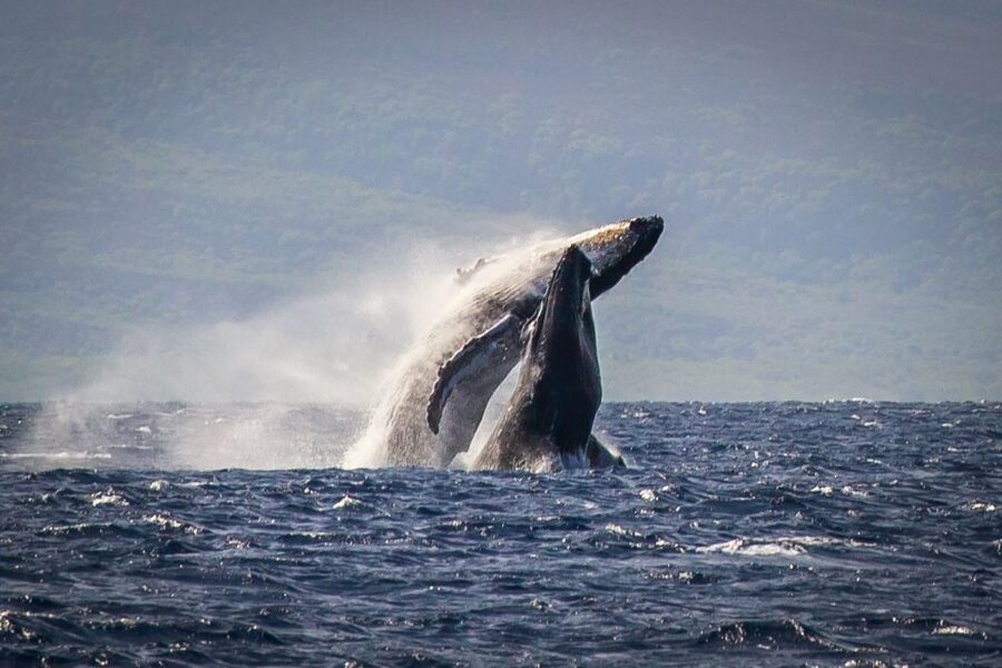 Kaanapali: Whale Watching Cruise with Open Bar - Meeting the boat at Whaler’s Village
