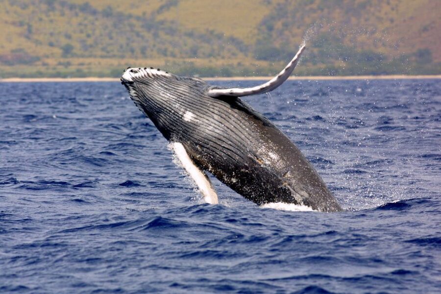 Kayak and Snorkel West Maui at Olowalu - Key points to know before booking