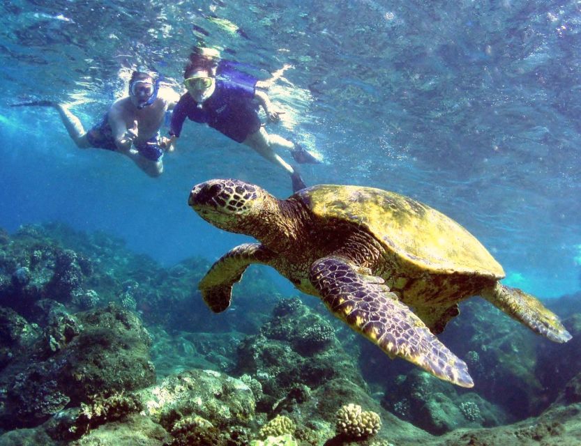 Kayak and Snorkel West Maui at Olowalu - Should you book the Olowalu kayak and snorkel tour?