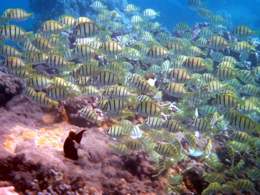 Kayak and Snorkel West Maui at Olowalu - Whale watching from December through May